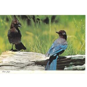 Yosemite National Park California Blue Jays Postcard Unposted